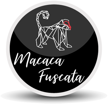 Macaca Fuscata